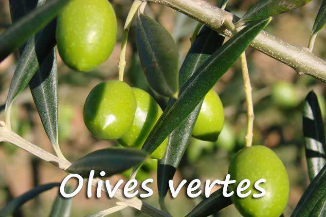 La picholine, la plus savoureuse des olives du Gard ou l'or provençal !