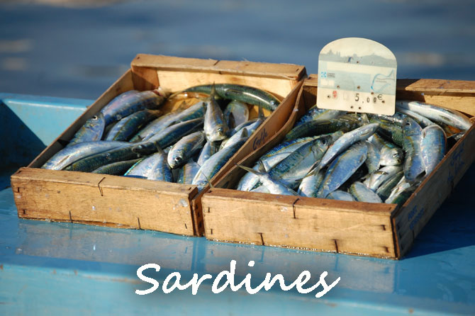 Les Sardines XXS en conserve